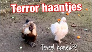 Terror haantjes !! Teveel zijdehoen haantjes??