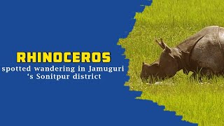 Rhinoceros spotted wandering in Jamuguri ‘s Sonitpur district