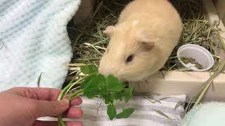 くれそん☘️をあげてみた❗️🐹モルモットのモイちゃん