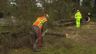 Downed trees bring down power lines, block roads