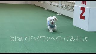 ななちゃん【マルチーズ】はじめてのドッグラン