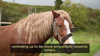 5 Life Lessons from Horses | Wisdom