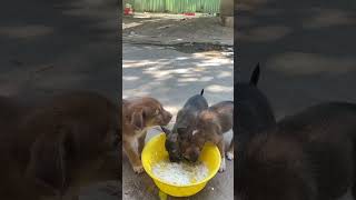 Feeding puppy 🐶 my neighbor’s dogs / cute puppies