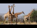 LIVE at the waterhole - 15 July 2025