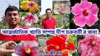 বিখ্যাত দীপ চক্রবর্তী র জবা||International  Breeder Deep Chakraborty's Hibiscus ||Sree Sanjiban ||