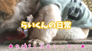 [生後8ヵ月半シーズー]らいくんの日常