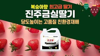 진주금실딸기 고당도 고품질의 친환경재배 노하우! 친환경비료 프로테 추천! #진주금실딸기 #친환경금실딸기 #진주금실딸기재배법 #와이앤바이오 #프로테