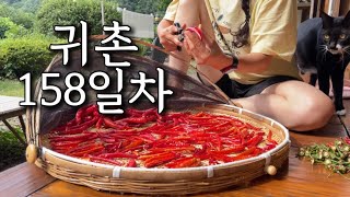 시골일상🌶️옥수수 몽땅 도둑 맞은 썰 푼다 / 홍고추 말리고, 시원한 물냉면 만들어 먹는 귀촌 일상 브이로그