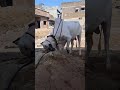 beautiful angry fateh jangi bull masti qurbanistatus bull cowmandi angry masti