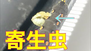 【閲覧注意】 イモムシから出てきた寄生虫を引っこ抜いたら..