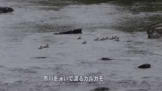 30秒の心象風景3739･群れで川を渡る～カルガモ～