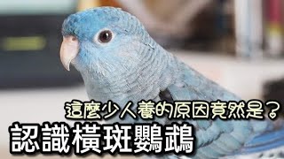 【鸚鵡藏經閣】關於橫斑鸚鵡-一夕之間乏人問津的鳥種!這麼少人養的原因竟然是?EP.5 | 精鵡瘋雲