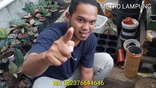 OBRAL PAKET AGLONEMA LOKALAN MURAH MERIAH SAJA..!!!