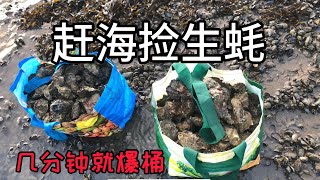 【丹麦赶海】大风过后，遍地生蚝，生蚝岛上捡生蚝，几分钟就爆桶！孩子们第一次愿意吃生蚝，直说真香