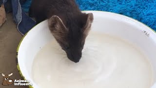 Sable drinking some Water (@russian_sable)