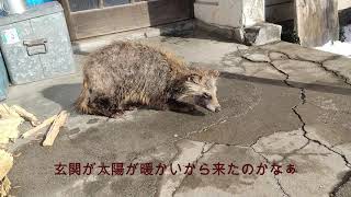 玄関にたぬきがいた【ビックリ】 Raccoon dog