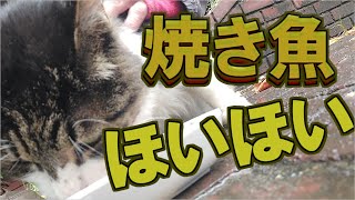 【野良猫・地域猫】またも焼き魚を持って行くクソ真面目な餌やり＃９８