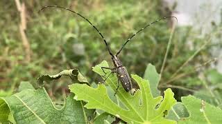 飛ぶカミキリムシ