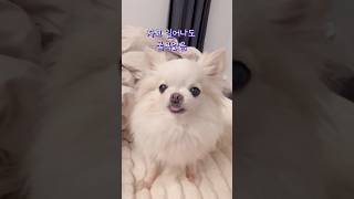 일어날 생각이 없는 강아지 #장모치와와 #말티치 #둥이 #마리