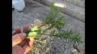 Размножение тиса черенками первый опыт/Reproduction of Taxus by cuttings first experience