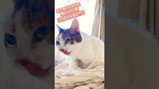 ミケコ20歳の年末　優雅なモーニングルーティーン　　朝の洗顔 美の秘訣 #猫のいる暮らし #長寿猫 #三毛猫部 #毛づくろい #クラシック