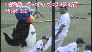 つば九郎、バレンティンにポコポコ攻撃される（笑）