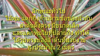 ต้นเข็มสามสี