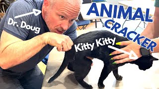 CAN A CAT GET A CHIROPRACTIC ADJUSTMENT?  (WATCH THIS)