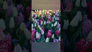 Tulip 🌷 🌷 in Netherlands || నెదర్లాండ్స్ లో Famous Tulips 🌷 ||   # Short #