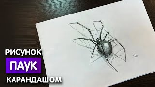 Как нарисовать паука карандашом | Рисунок для начинающих поэтапно