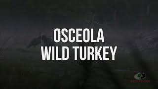 Osceola Wild Turkey Gobbles | A Mossy Oak Compilation