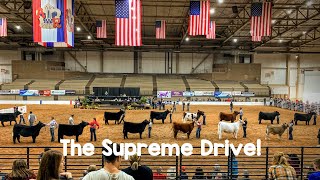 The Supreme Drive - The American Royal Cattle Show 2019