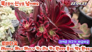 루비다육4탄/묵은둥이/레몬로즈금 원종방울복랑금.라울금.백봉.호빗당인.메듀샤.키싱.아미스타/택배 010 5895 1110