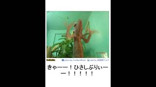 【神回】ボケてに感情込めてアフレコしてみたらヤバかったｗｗｗｗｗｗｗｗｗｗｗｗ【第367弾】　#shorts