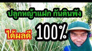 ปลูกหญ้าแฝก กันดินพังได้ผลดี100% (ขอจากไหนท้ายคลิปมีคำตอบ)