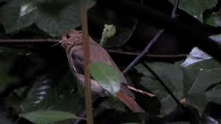 「わんこひろば」（広島県緑化センター）から帰る途中で野鳥観察～ 2019年7月撮影。　9052