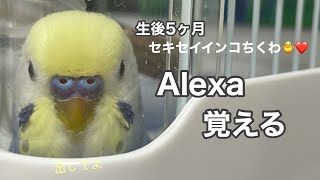 #23 【生後5ヶ月】【Alexa】を覚えたセキセイインコちくわ Budgerigar Chikuwa that remembered Alexa