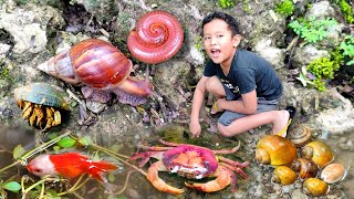 Let's See Hermit Crabs, Pearls, Diamonds, Ornamental Fish, Snails, Millipedes, Crabs, Turtles #56