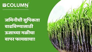 Sugarcane Benefits :  प्रेसमड म्हणजेच ऊसाच्या मळीचा वापर जमिनीची सुपिकता वाढविण्यासाठी होऊ शकतो.