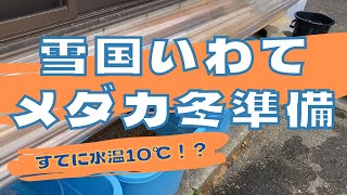 【岩手メダカ】いよいよ寒さが本格的になってきました。初めての越冬にチャレンジします。