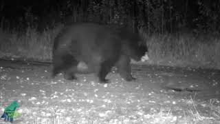 Massive Bear Caught on Trailcam at Minnesota's Voyageurs National Park