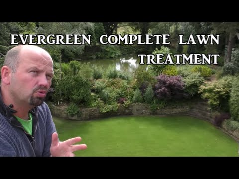 3.5, 7 & 10 days after using Evergreen Complete lawn treatment 3.5, 7 & 10 days after using Evergreen Complete lawn treatment