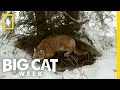 Top 3: Cougar Facts | Big Cat Week