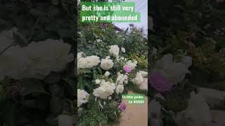 rose vlog 05232023 white meidiland rose, zone 10A,  one year