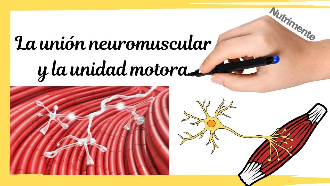 La UNIÓN NEUROMUSCULAR Y La UNIDAD MOTORA - YouTube