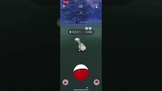 【ポケモンGO】ポケモンGO色違い  ホルビー色違い  #色違いポケモンGO #Pokémon GO #Shiny #Pokémon go #Shorts