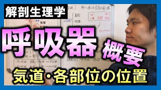 【基礎から勉強・解剖生理学】呼吸器概要（呼吸器とは・気道）【理学療法士・作業療法士】