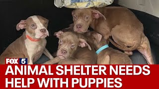 Animal shelter needs help with puppies