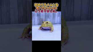 初めてカメムシを食べたツノガエルはこうなりました。 #frog #eat #eating #shorts