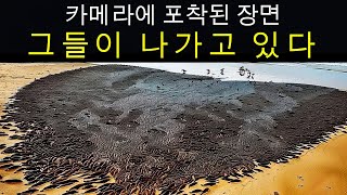 쓰나미 이후 발견된 19가지 기이한 것들